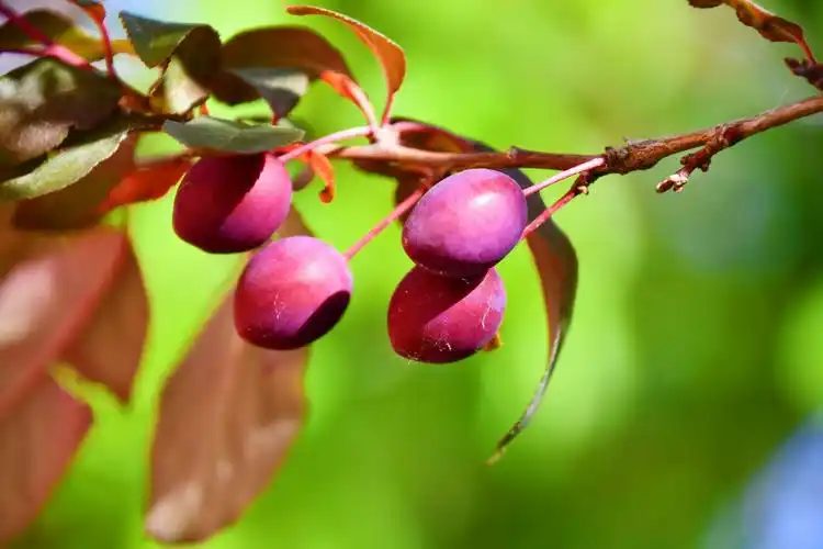 2,那是红叶李,果实可食,但是味道酸,不好吃;红叶李其实是紫叶李,是一