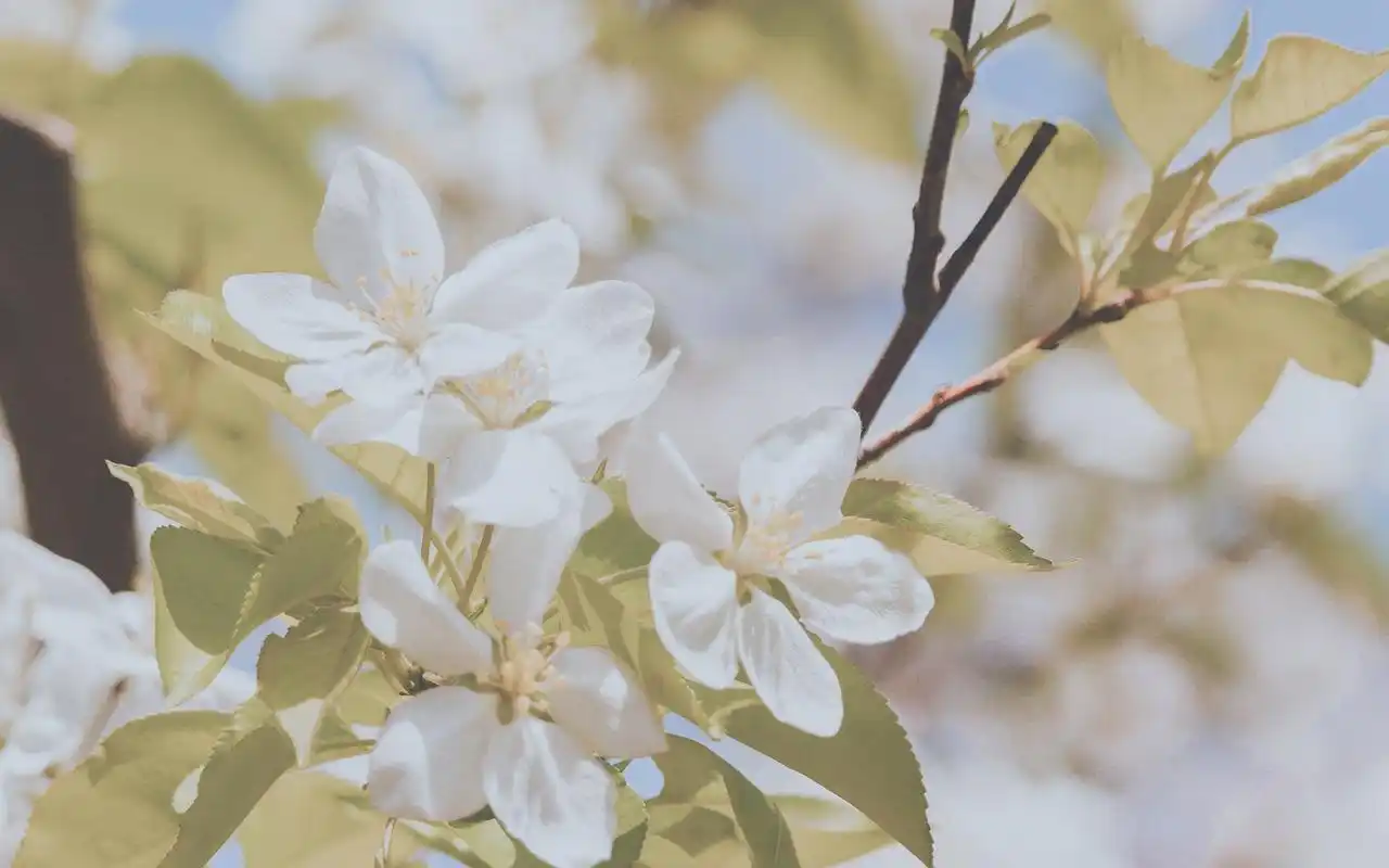 小清新唯美海棠花高清桌面壁纸