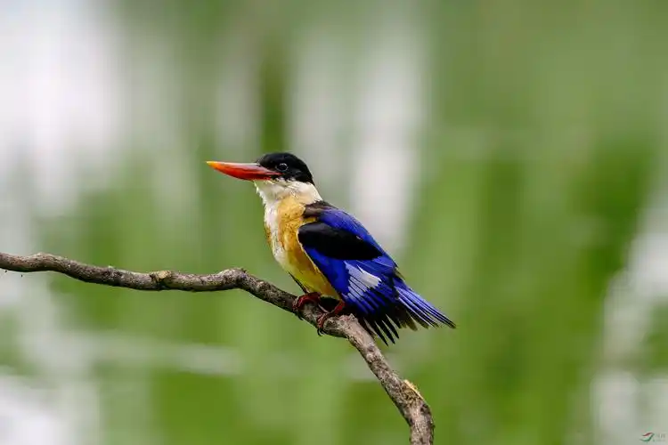 [水鸟] --------蓝翡翠