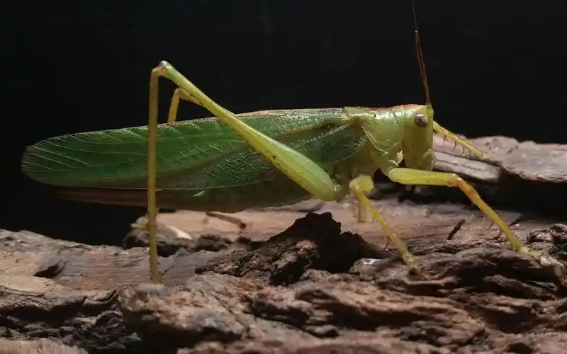 中华螽斯自动变黄