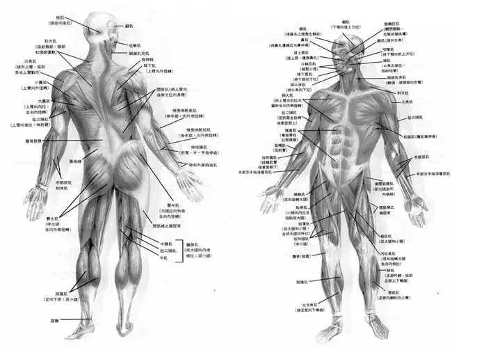 肌肉及人体主要肌肉群位置功能概述