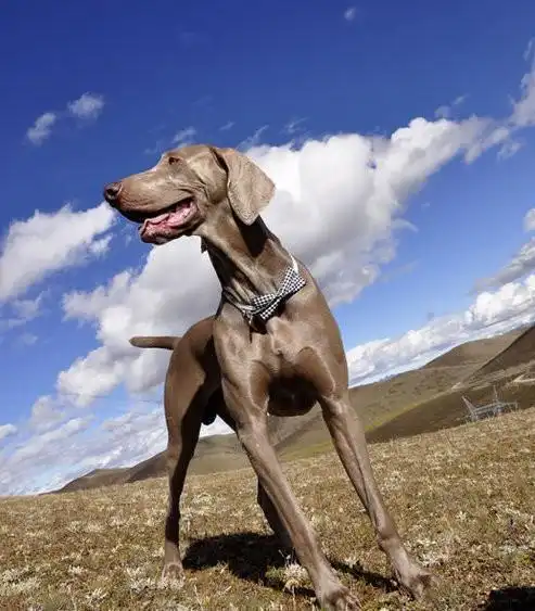 世界名犬欣赏(大型犬之二)