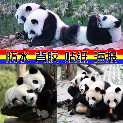 大熊猫超萌海报可爱动物a4大图相片图片熊猫贴画儿童学生卧室自贴