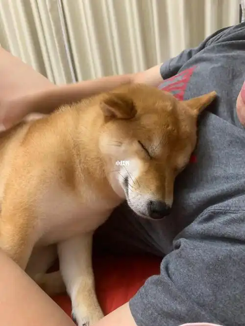 我的狗霸占了我的老公20