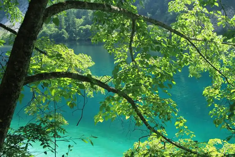 【我是达人】七月九寨一片绿色