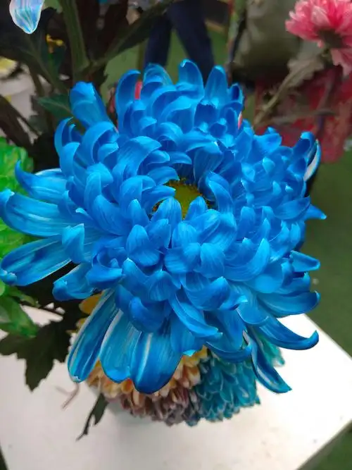 是菊花给了他真意,给了他归宿.