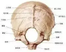 后脑勺的机关——头痛头晕治疗点|枕骨大孔|后脑勺|头晕|胸锁乳突肌