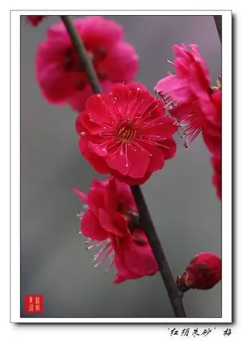 梅 朱砂型 红须朱砂