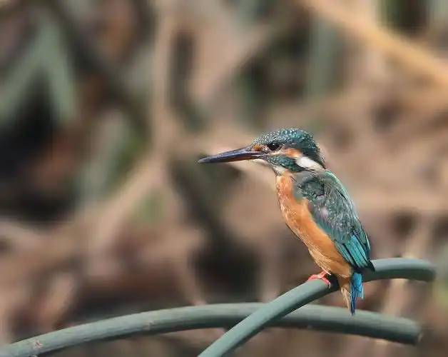 翠鸟图片鸟类翠鸟