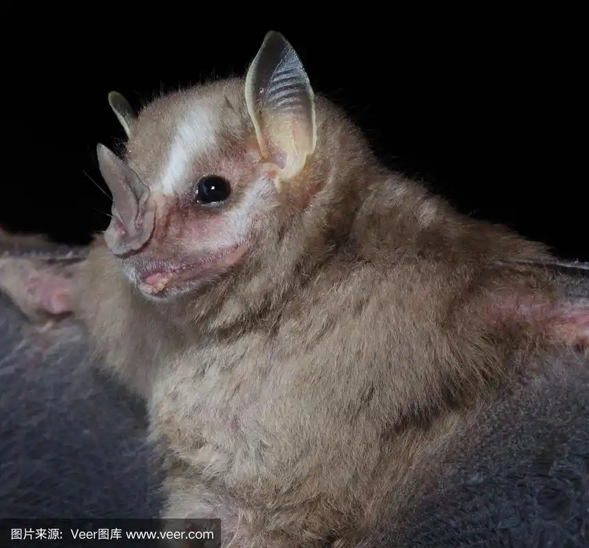 一种巴西蝙蝠,南部黄耳小蝙蝠.