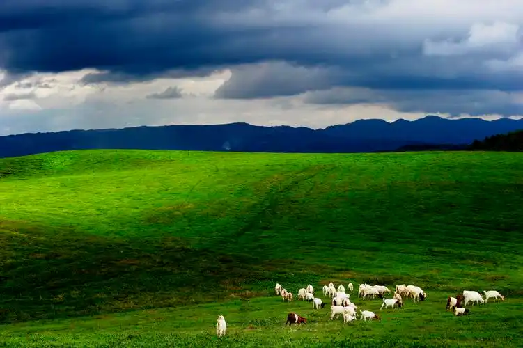放马坪高山草原景区简介