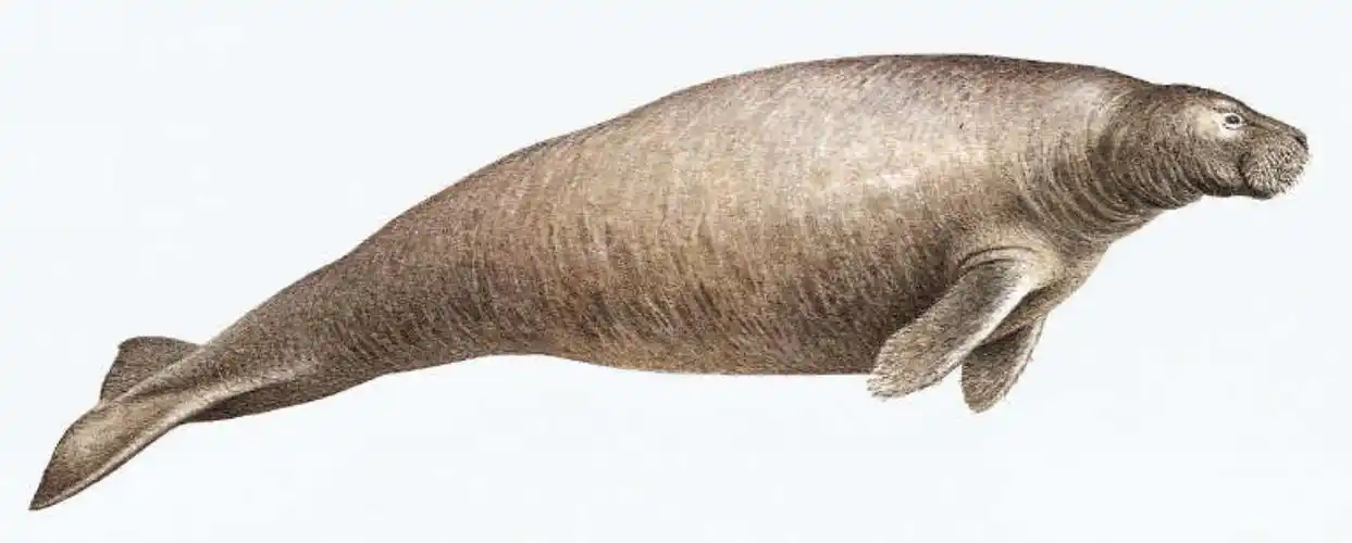 斯特拉大海牛长10米重10吨因味美好捉不到30年就被人吃灭绝