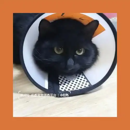 黑色波斯猫串串领养