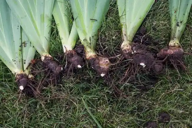 春天盛放的鸢尾花该怎么把它移栽回家