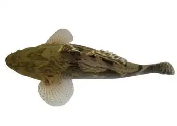 展开全部 笋壳鱼 中文学名 云斑尖塘鳢 别    称 笋壳鱼,泰国笋壳沣