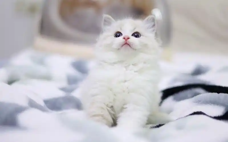 治愈的小布偶4k高清