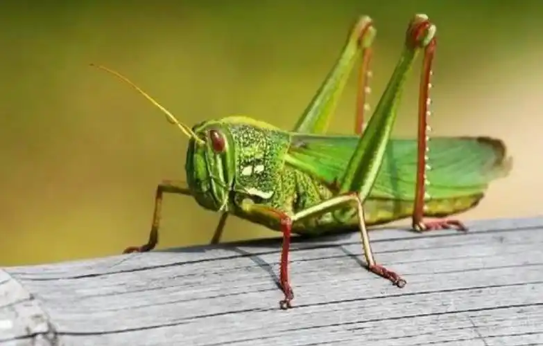 徐宇欣讲绿蝈蝈