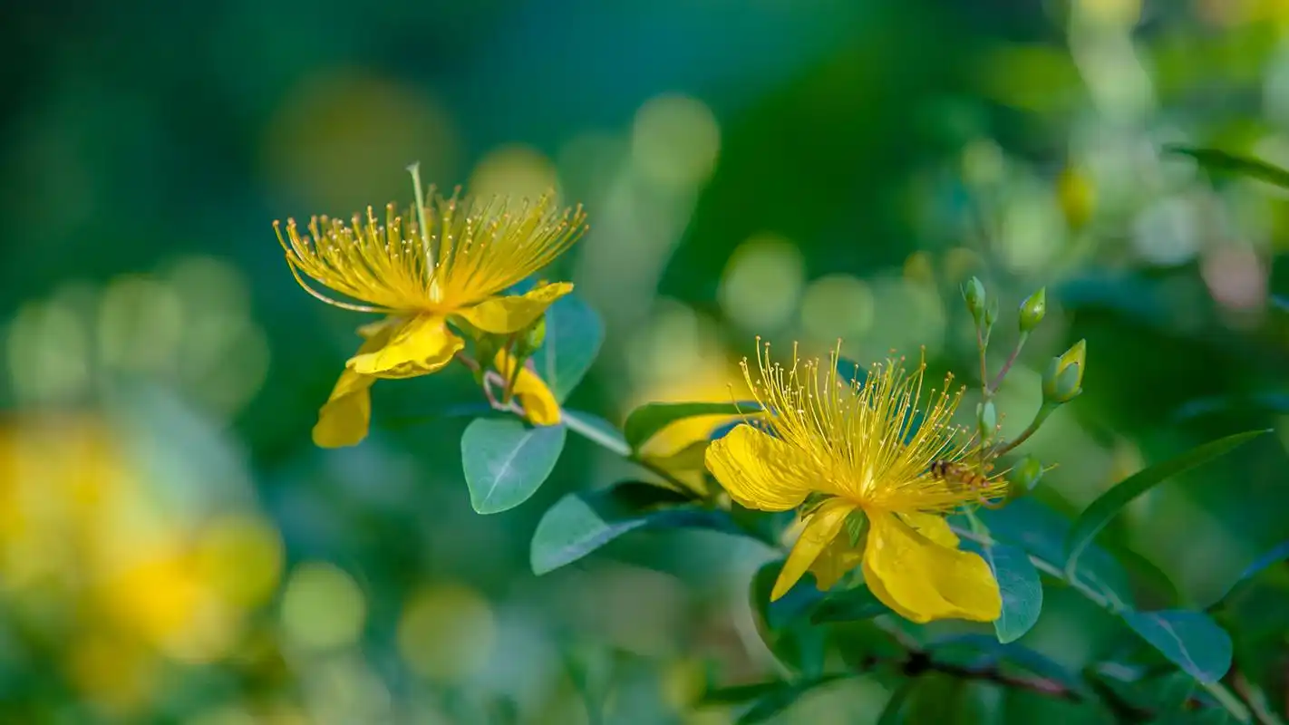 金丝桃花唯美高清桌面壁纸