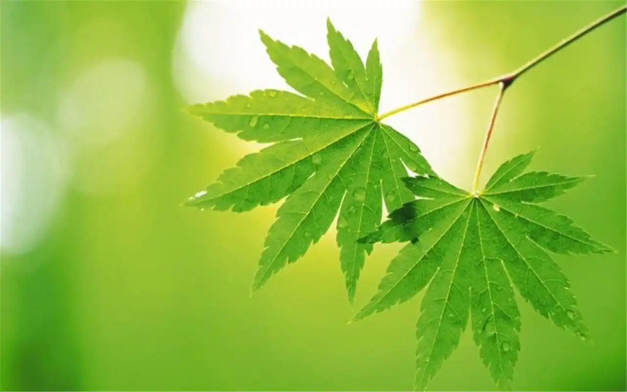 雨后清新绿叶水滴护眼高清桌面壁纸图片下载