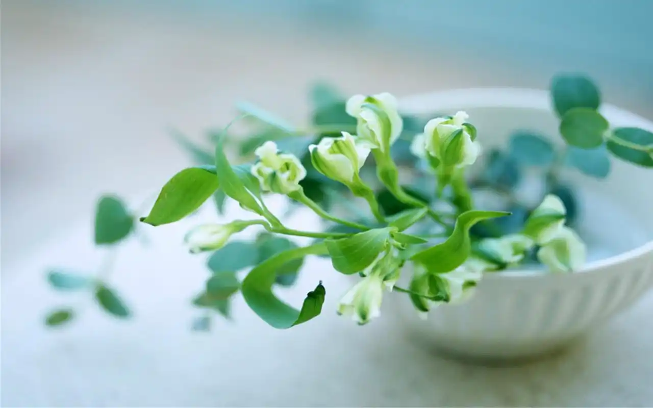 室内小清新花艺风景图片桌面壁纸