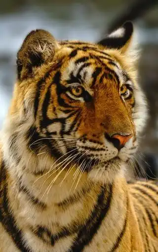 凶猛霸气的老虎图片壁纸 第9页-zol手机壁纸