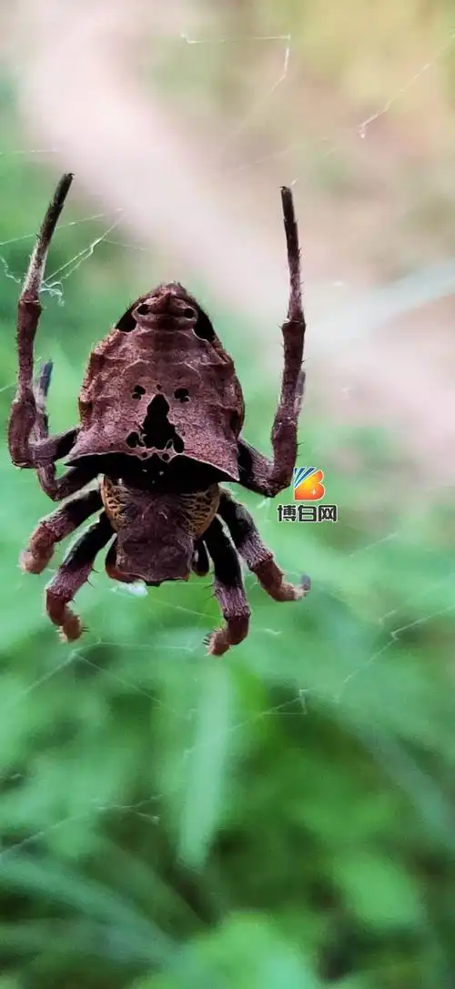 好恐怖中秋节傍晚博白惊现鬼面蜘蛛捕食速度惊人