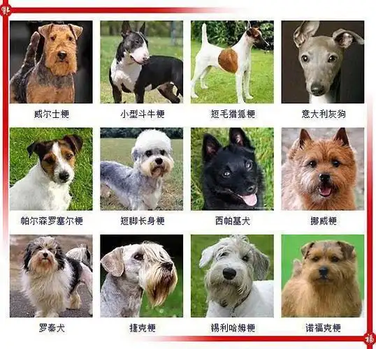 世界上最有名的犬