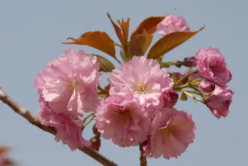 春天的花朵15-八重紫樱