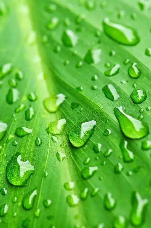 微信护眼聊天背景