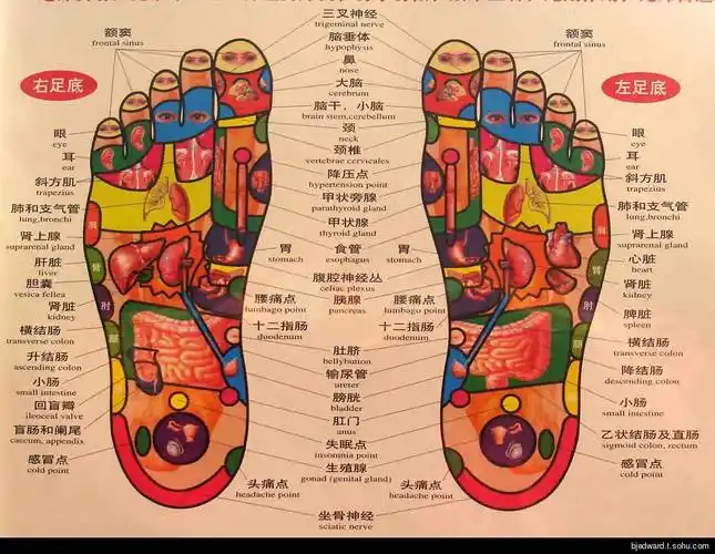 如果你觉得你脾胃不好,而脚底相应的反射区按着酸疼,那就按摩直到不疼