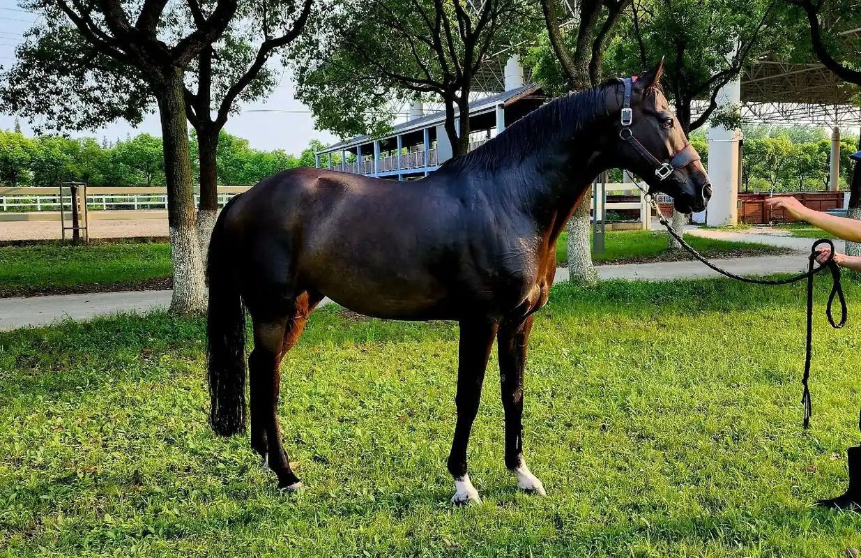 温血马.德国温血霍士丹holsteiner,障碍马,11岁, - 抖音