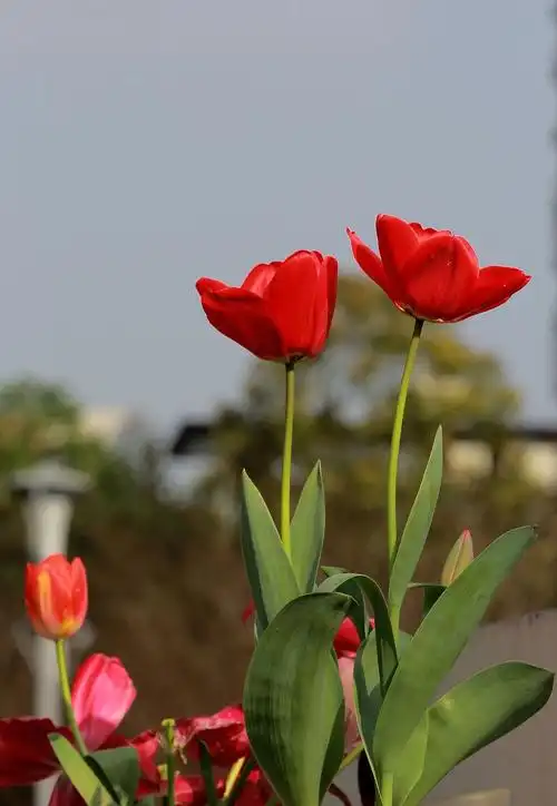 900_1303竖版 竖屏