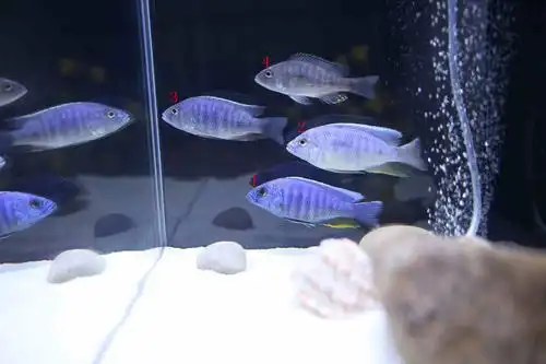 初入三湖,请各位前辈帮忙分辨下公母 - 三湖慈鲷 - cta南美水族