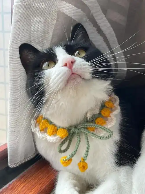 猫咪项圈