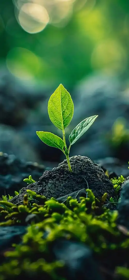 小草壁纸 清新绿色