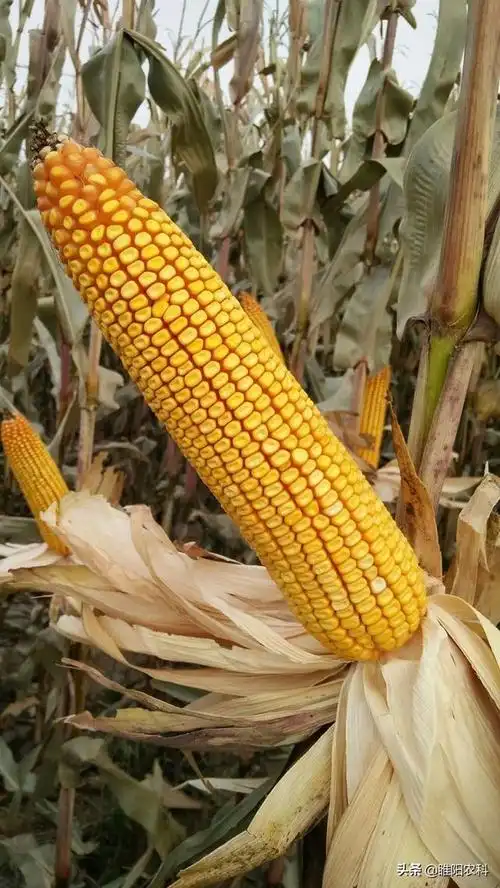 这个大穗型玉米新品种每年种植100万亩果穗敢与胳膊比长短