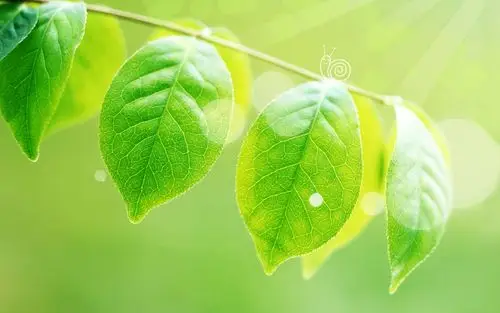 可爱绿叶护眼宽屏壁纸