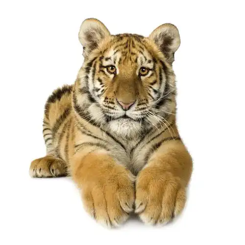 一组高清老虎图片