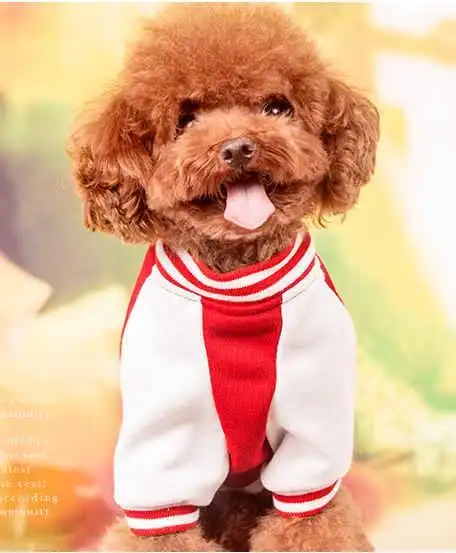 泰迪总是发复呕吐,这是为什么?一起来看看吧