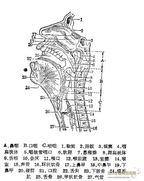 歌唱发声的生理构造