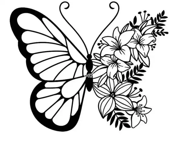 蝴蝶线稿图分享
