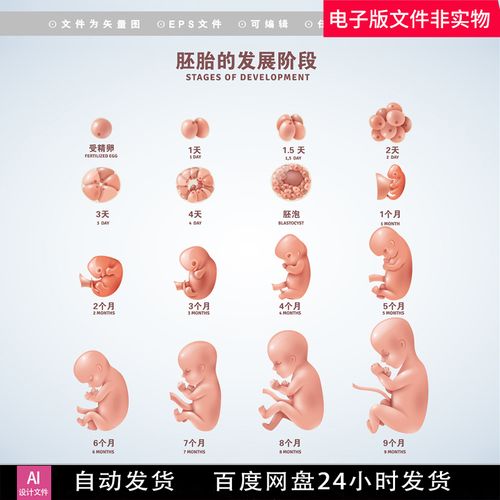 医学人类胚胎发育阶段宝贝生物学囊胚细胞胎儿的形成胎儿发育素材