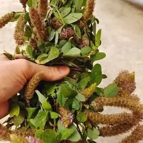 广东正品纯野生狸尾草狐狸尾草羊咩香草药干货羊咩草煲汤采中草药