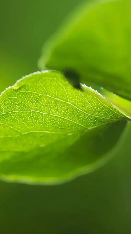超清护眼绿色植物图片手机壁纸