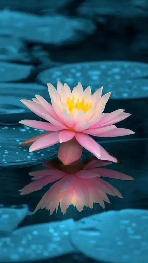 神奇的笔画池淡黄色荷花,花型美观,犹如观音做微高清的宝座.