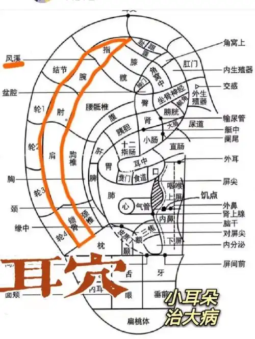 耳穴位置