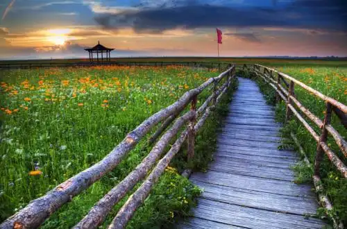 沽源坝上 五花草甸