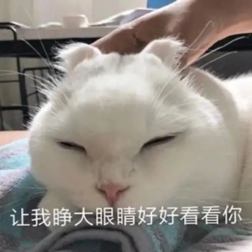 萌宠猫星人让我睁大眼好好看看你看清你搞怪逗gif动图_动态图_表情包