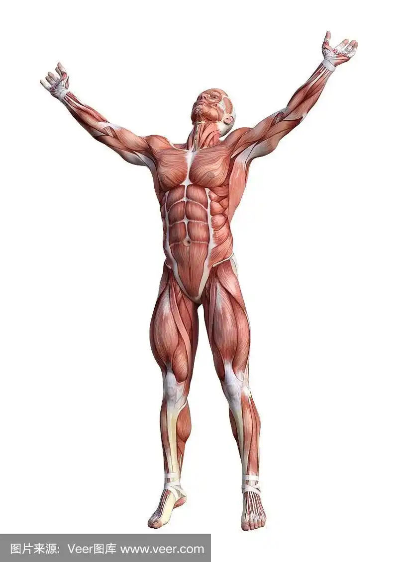 3d渲染男性解剖图与肌肉地图上的白色