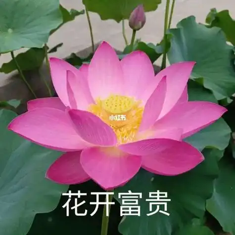 莲花头像